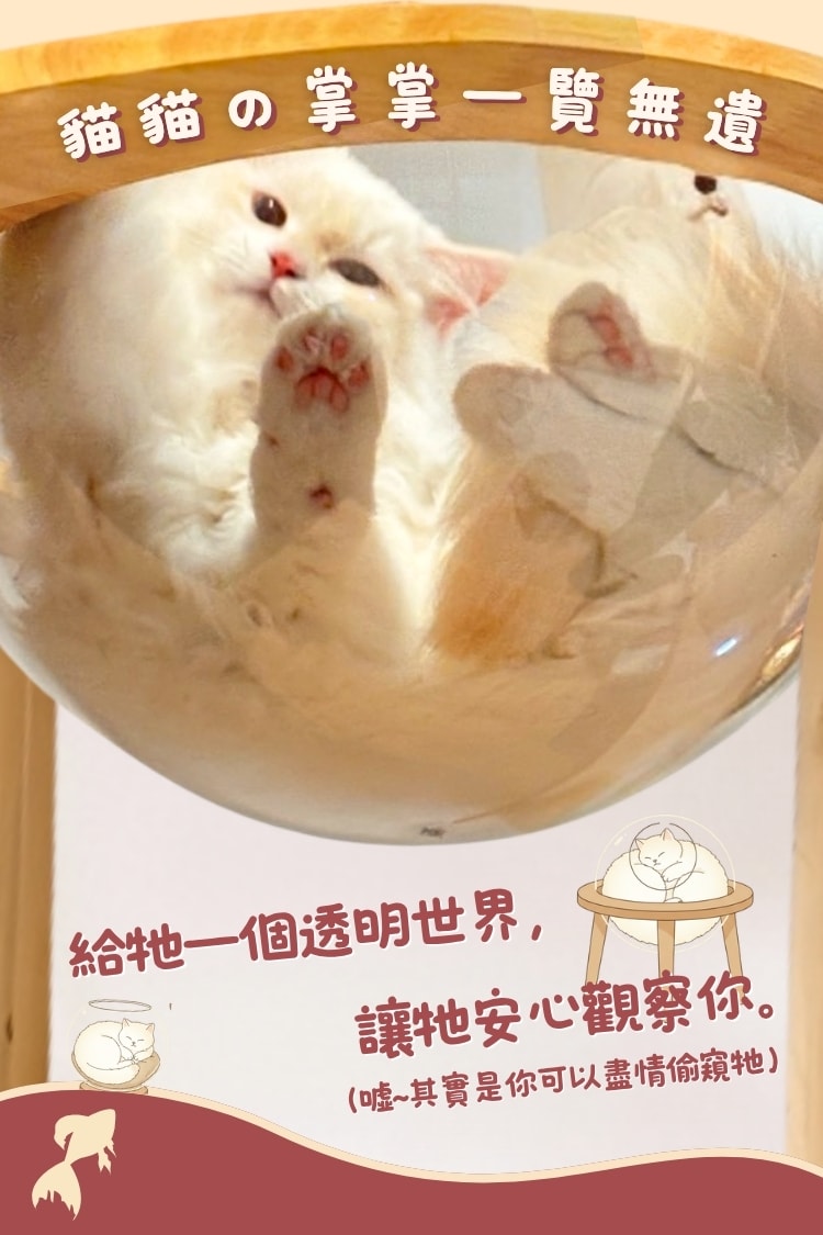 貓貓召喚陣x全裸透明貓窩