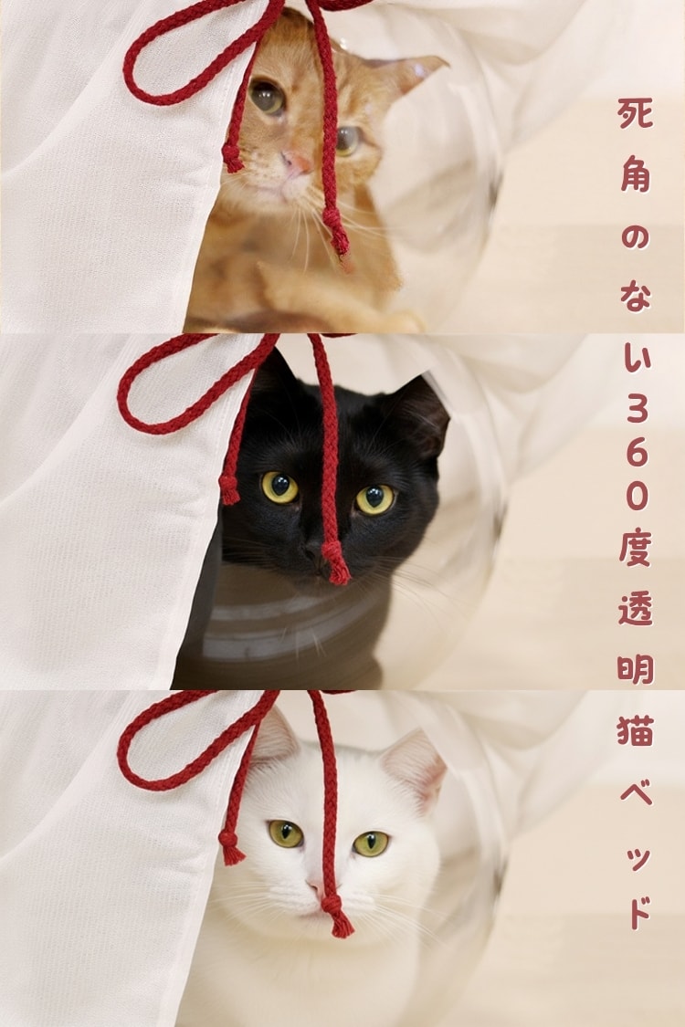 貓貓召喚陣x全裸透明貓窩