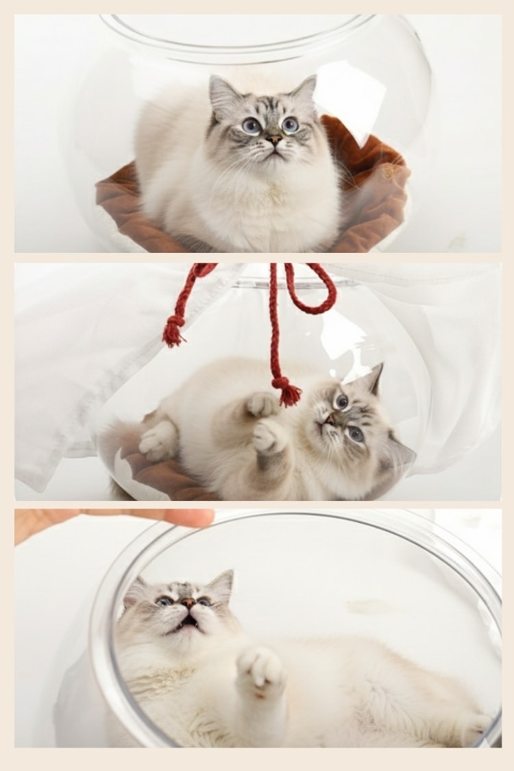 貓貓召喚陣x全裸透明貓窩