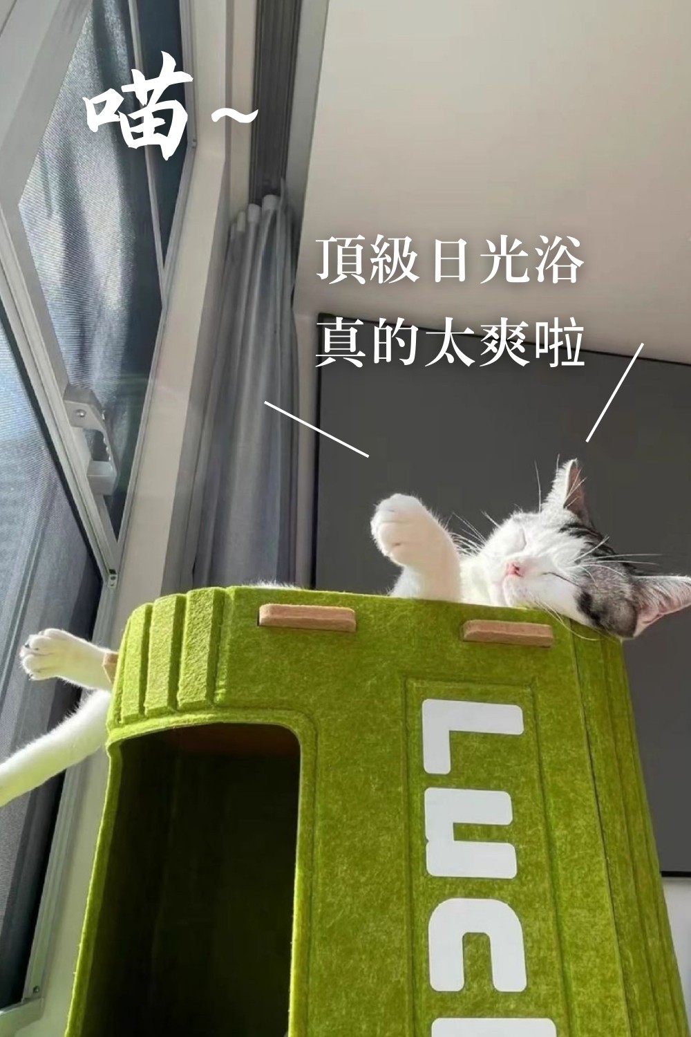 貓貓召喚陣系列同場加映